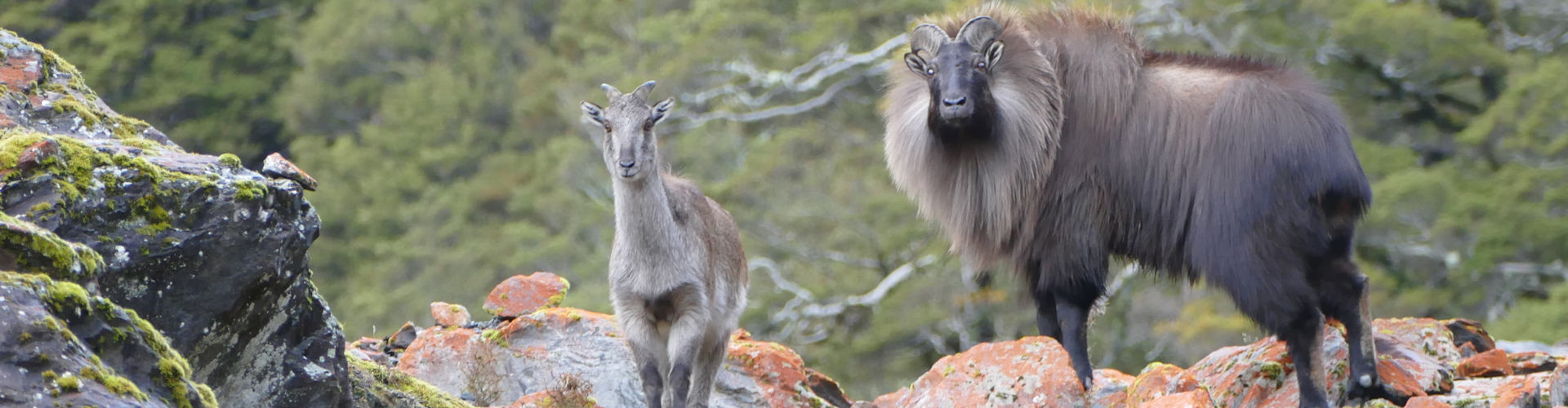 Two tahr